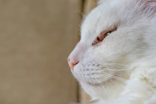 Portrait Photo White Cat — Stock Photo, Image