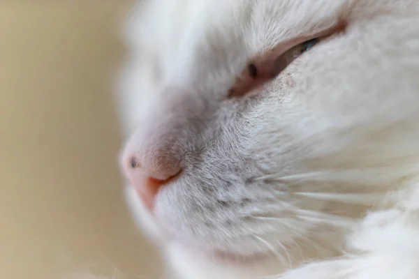 Porträtfoto Weiße Katze — Stockfoto