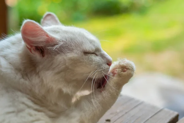 Gato Blanco Lamiendo Pata —  Fotos de Stock