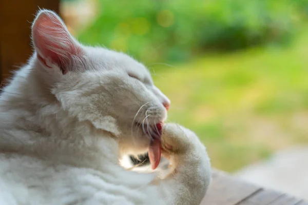 Weiße Katze Leckt Pfote — Stockfoto