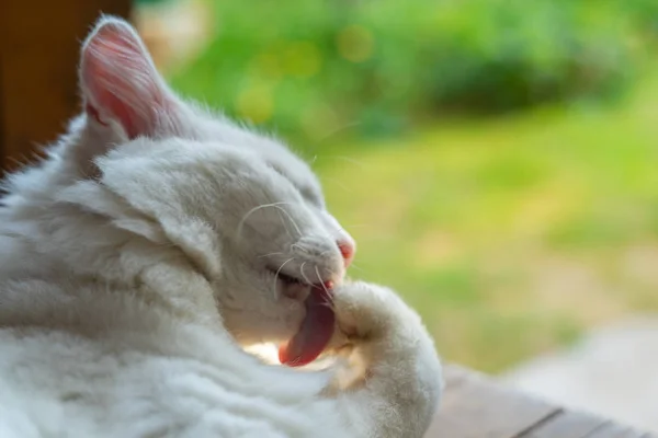 White Cat Licking Paw — Stock Photo, Image