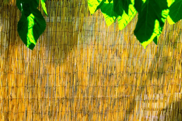 Bambu Staket Bakgrund Vid Solen — Stockfoto