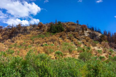 Bir orman ateşi sonra bir Forrest