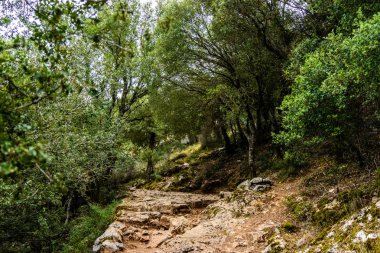 Girit'te dağda orman