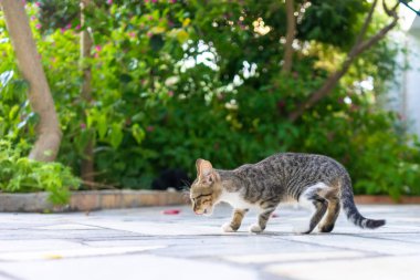 arka bahçesinde aç kedi