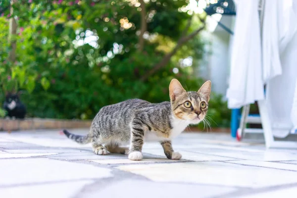 정원에서 배고픈 고양이 — 스톡 사진