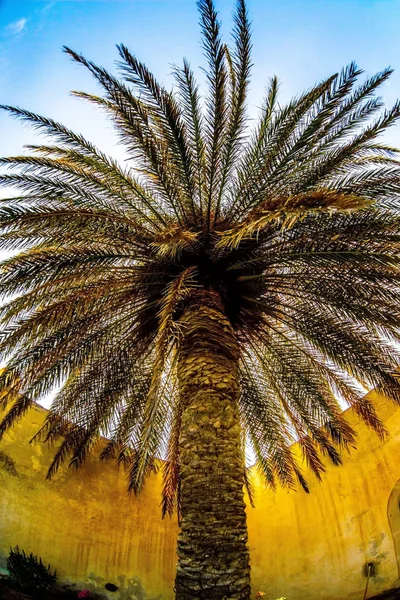 Palm tree on Crete