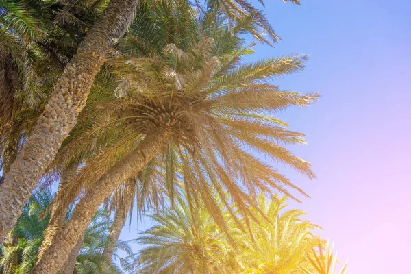 Palm trees on Crete, Greece