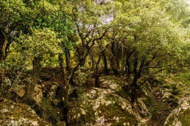 Girit'teki dağ ormanı