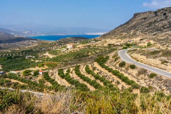Oliveraie Sur Crète Grèce — Photo