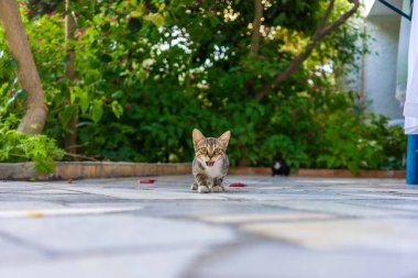 arka bahçesinde aç kedi