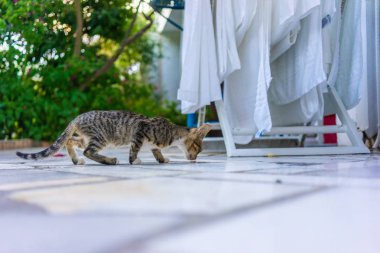 arka bahçesinde aç kedi