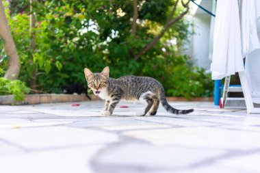 arka bahçesinde aç kedi