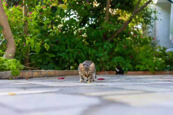 Gatto Affamato Nel Giardino Del Cortile — Foto Stock