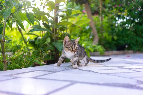 Hladová Kočka Zahradě Zahradě — Stock fotografie