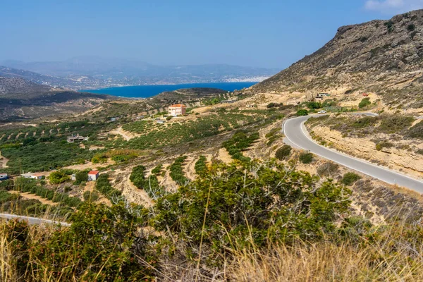 Oliveraie Sur Crète Grèce — Photo