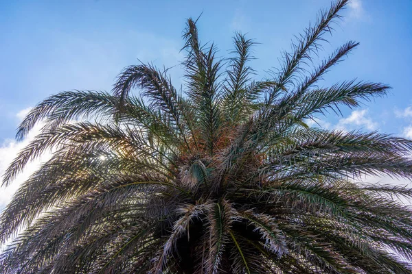 Palme Auf Beton — Stockfoto