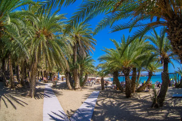 Palmiers Crète Grèce — Photo