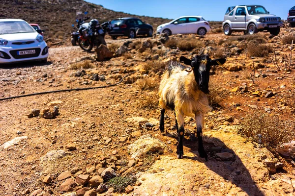 Goat in the parking lot near the cars