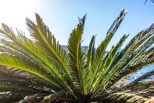 海边的小棕榈树 — 图库照片