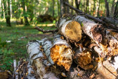 Moskova'da orman parkı 