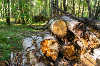 Moskova'da orman parkı 