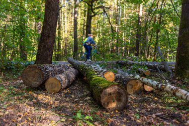 Moskova'da orman parkı 