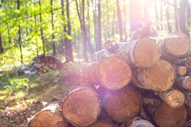 Moskova'da orman parkı 