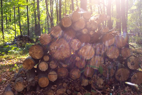 Árboles Caídos Parque Forestal Losinyy Ostrov Moscú —  Fotos de Stock