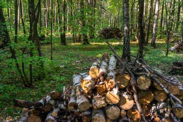 Πεσμένα Δέντρα Στο Δασικό Πάρκο Λοσίνι Οστόφ Στη Μόσχα — Φωτογραφία Αρχείου
