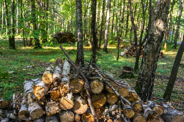 Arbres Tombés Dans Parc Forestier Losinyy Ostrov Moscou — Photo
