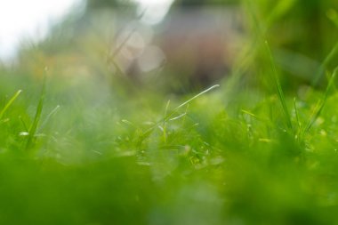 Yeşil çim yumuşak odak makro fotoğraf