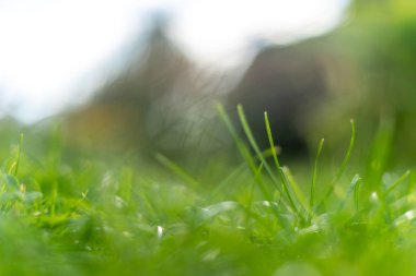 Yeşil çim yumuşak odak makro fotoğraf