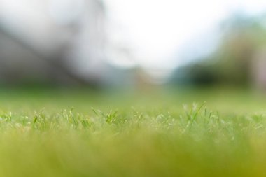 Yeşil çim yumuşak odak makro fotoğraf