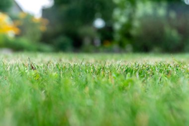 Yeşil çim yumuşak odak makro fotoğraf