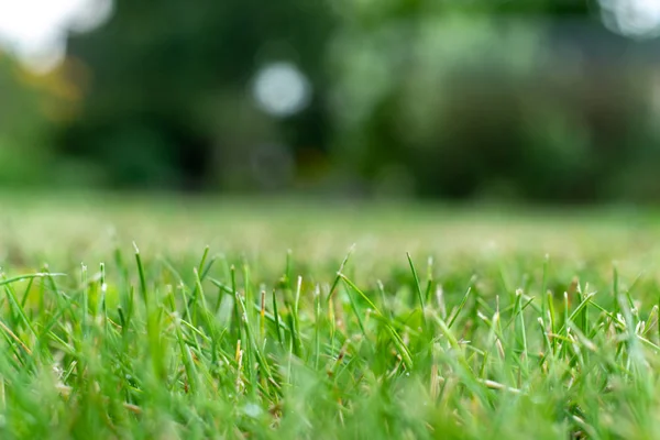 Yeşil çim yumuşak odak makro fotoğraf