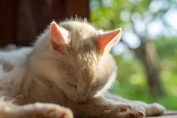 Biały Kot Lizanie Łapy — Zdjęcie stockowe