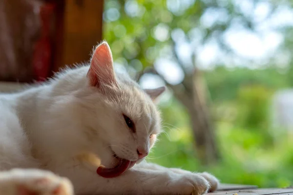 Bílá Kočka Lízání Tlapa — Stock fotografie