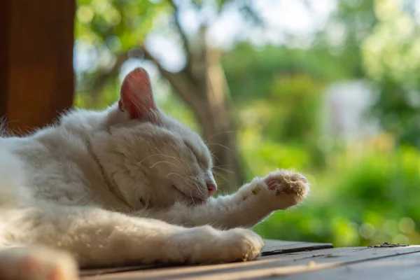 Beyaz kedi yalama pençe 