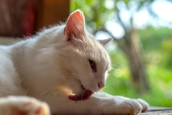 Gato Blanco Lamiendo Pata —  Fotos de Stock