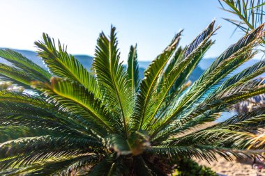 Deniz tarafından küçük palmiye