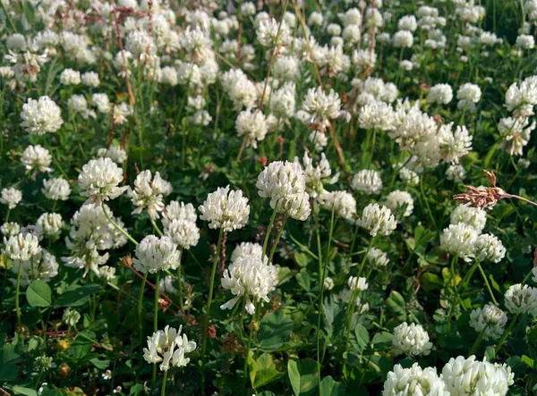 ロシアの北のツンドラの花 ストック写真