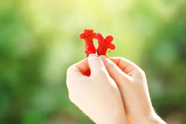 Het kind houdt aardbeien van ongebruikelijke vorm in de tuin. Aardbei. Oogst. Selectieve aandacht. — Stockfoto