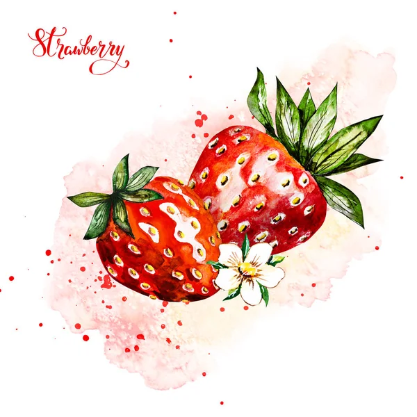 Hand dras akvarell målning jordgubbe på vit bakgrund. illustration av bär. — Stockfoto