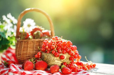 Olgun meyveler - kırmızı kuş üzümü, çilek, Bektaşi yaz bahçesinde ahşap bir masa üzerinde. Hasat. Yaz natürmort.