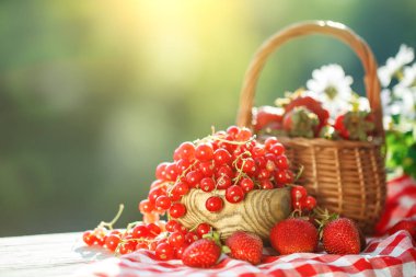 Olgun meyveler - kırmızı kuş üzümü, çilek, Bektaşi yaz bahçesinde ahşap bir masa üzerinde. Hasat. Yaz natürmort.