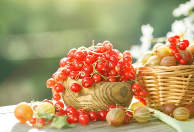 Olgun meyveler - kırmızı kuş üzümü, çilek, Bektaşi yaz bahçesinde ahşap bir masa üzerinde. Hasat. Yaz natürmort.