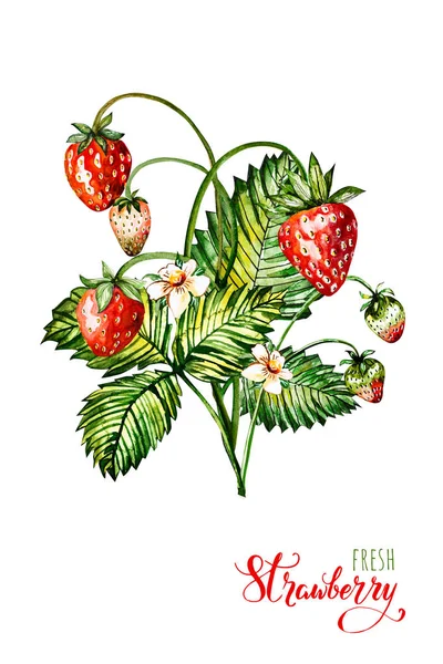 Ручная рисованная клубника на белом фоне. иллюстрация ягод . — стоковое фото