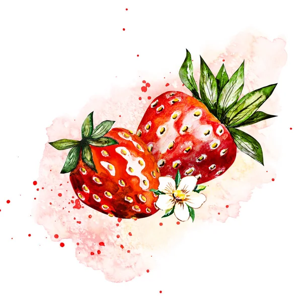 Ręcznie rysowany akwarela malowanie truskawka na białym tle. ilustracja jagód. — Zdjęcie stockowe