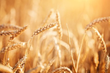 Buğday tarlası. Parlayan Güneş Işığı Altında Kırsal Manzara. Olgunlaşan buğdayın arka planı. Zengin hasat.